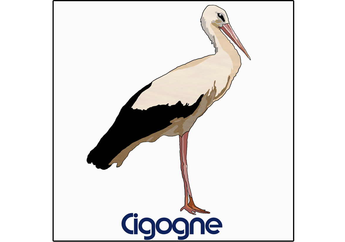 Cigogne (Dessin)