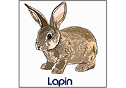 Lapin (Dessin)