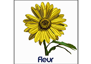 Fleur (Dessin)