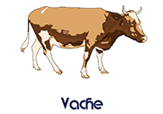 Vache (Dessin)