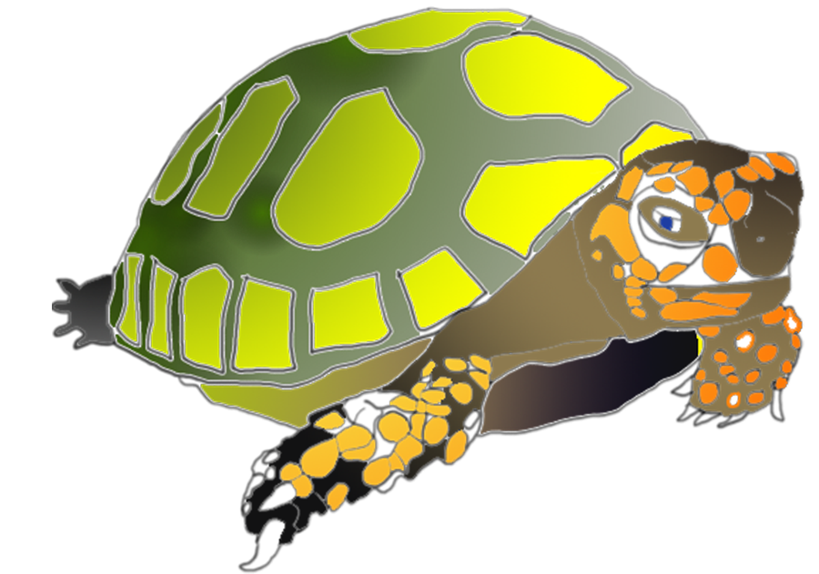 La tortue
