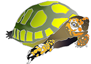 La tortue