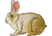 Lapin