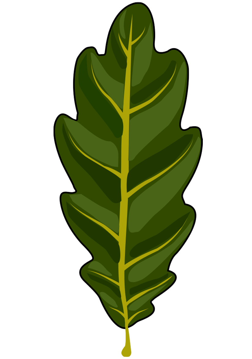 Feuille de chêne