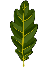 Feuille de chêne
