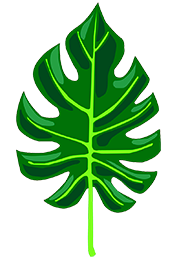 Feuille de Philodendron