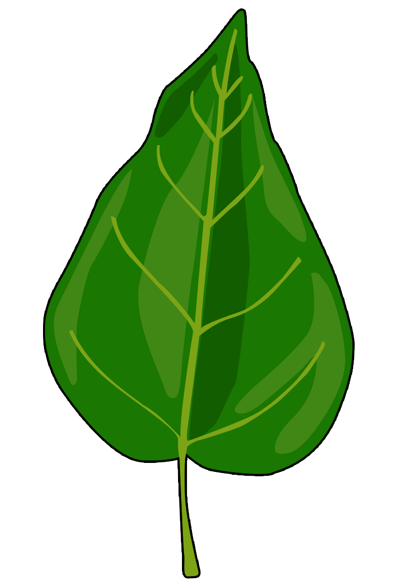 Feuille de Peuplier