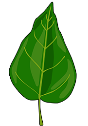 Feuille de Peuplier