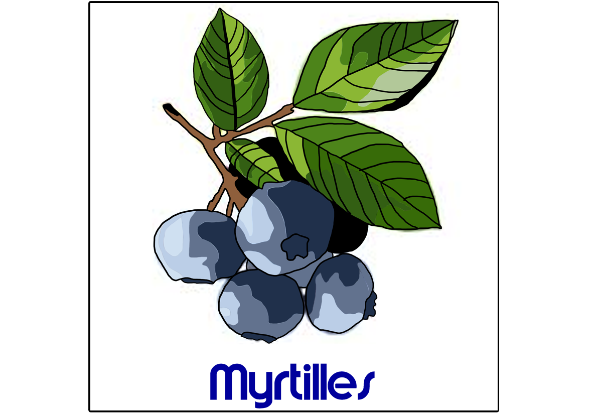 Myrtille (Dessin)