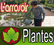 Arroser avec un arrosoir