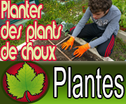 Planter des plants de choux