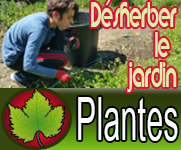Désherber le jardin