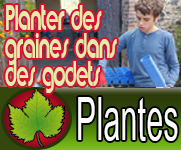 Planter des graines de choux dans des godets