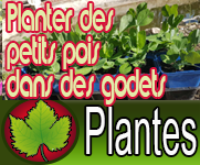 Planter des petits pois dans des godets