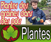 Planter des graines dans des pots