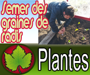 Planter des graines de radis et de navet dans la terre