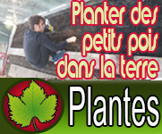 Planter des petits pois dans la terre