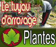 Arroser avec un tuyau d'arrosage