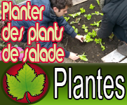 Planter des plants de salade